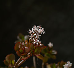 photo "***"