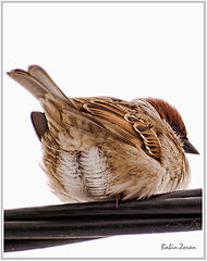 photo "observation"