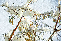 фото "Cotton"