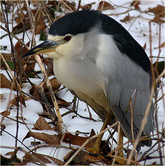 photo "Nycticorax nycticorax"