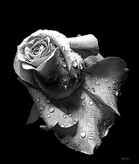 фото "For Whitney. (I will always love you)"