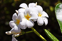 photo "Tropical bloom"