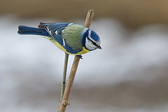 фото "Лазоревка|Mésange bleue"