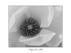 фото "***"