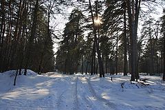 фото "Лесная дорога"