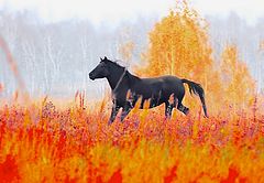фото "Осенней дымной ранью"