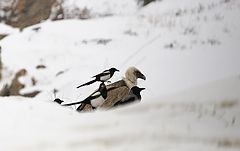 фото "Наглая сорока"
