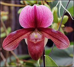 photo "Orchid.Phalaenopsis Mrs.Hayward 'Leyburnense Mag'"