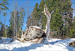 фото "Замерзшая улитка"