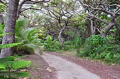 фото "Dancing forest"