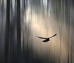 фото "Flying in the misty wood"