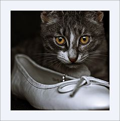 photo "***"