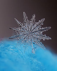 photo "макро  снежинка"