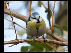 фото "Parus caeruleus - Лазоревка"