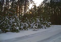 фото "Закат в лесу"