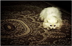 photo "***"
