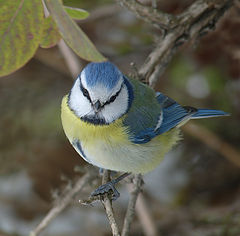 фото "Parus caeruleus - Лазоревка"