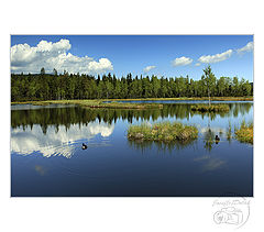 фото "Šumava - national park"