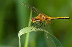 photo "Dragonfly"
