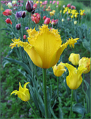 photo "I so want coming of Spring now"