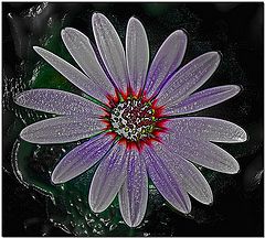 фото "Dizzy Dazzy"
