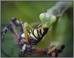 photo "макро,паук,богомол"