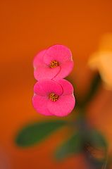 photo "Twins"