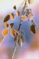 photo "***"