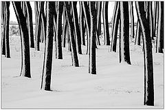 photo "Trunks in the snow"
