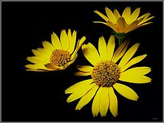 photo "***"