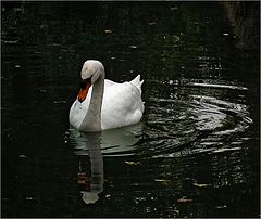 фото "Капелька."