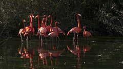 фото "world of red"