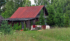 фото "Жизнь в лесу"