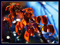 photo "playing with light"