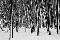 photo "Organ winter"