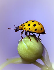 photo "макро  божья коровка"