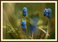 photo "***"
