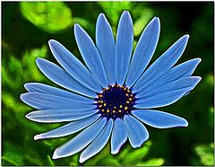 фото "Bluedaze"