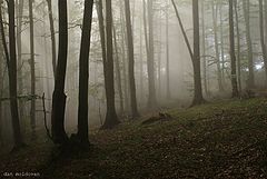 photo "***"