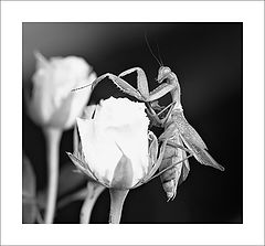 photo "***"