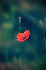 photo "..."