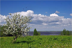 фото "Дикая яблонька"