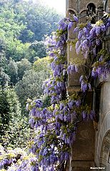 фото "spring's wish"