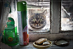 photo "***"