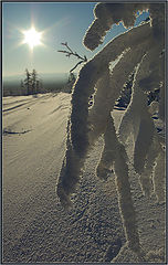 фото "Иней"