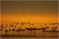 photo "a wonderful morning"
