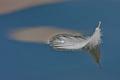 photo "I am a white feather ..."