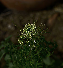 photo "***"