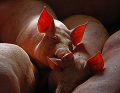photo "По свински"