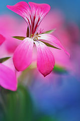 photo "***"